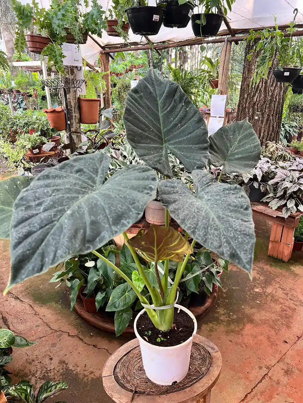 Alocasia Wentii