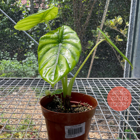 Alocasia Macrorrhizos