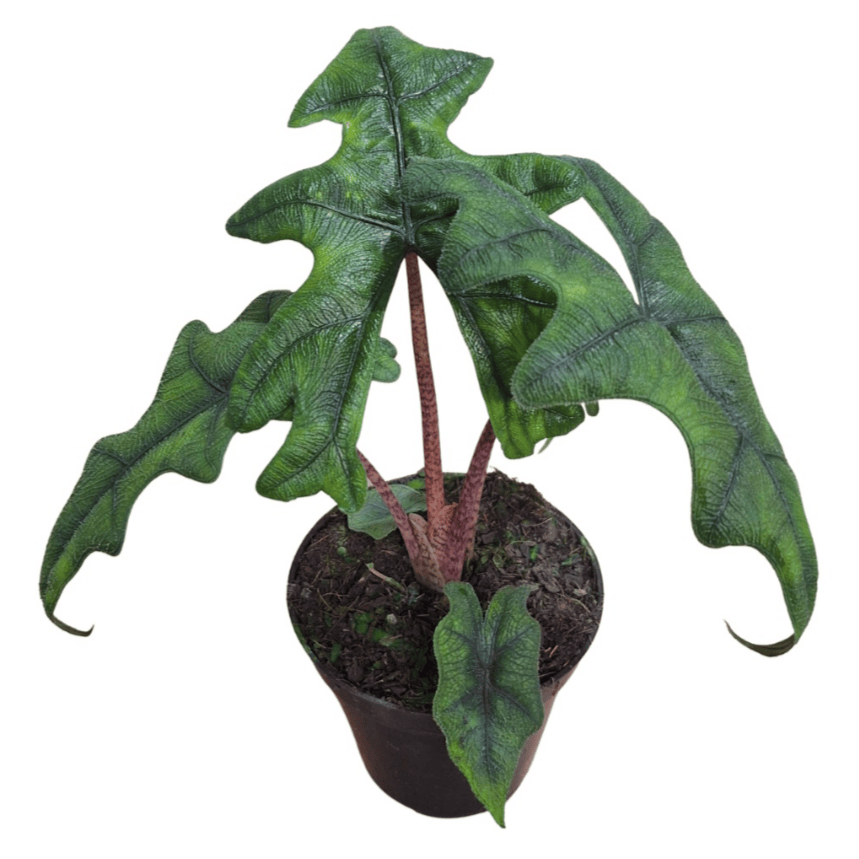 Alocasia Jacklyn cuidados