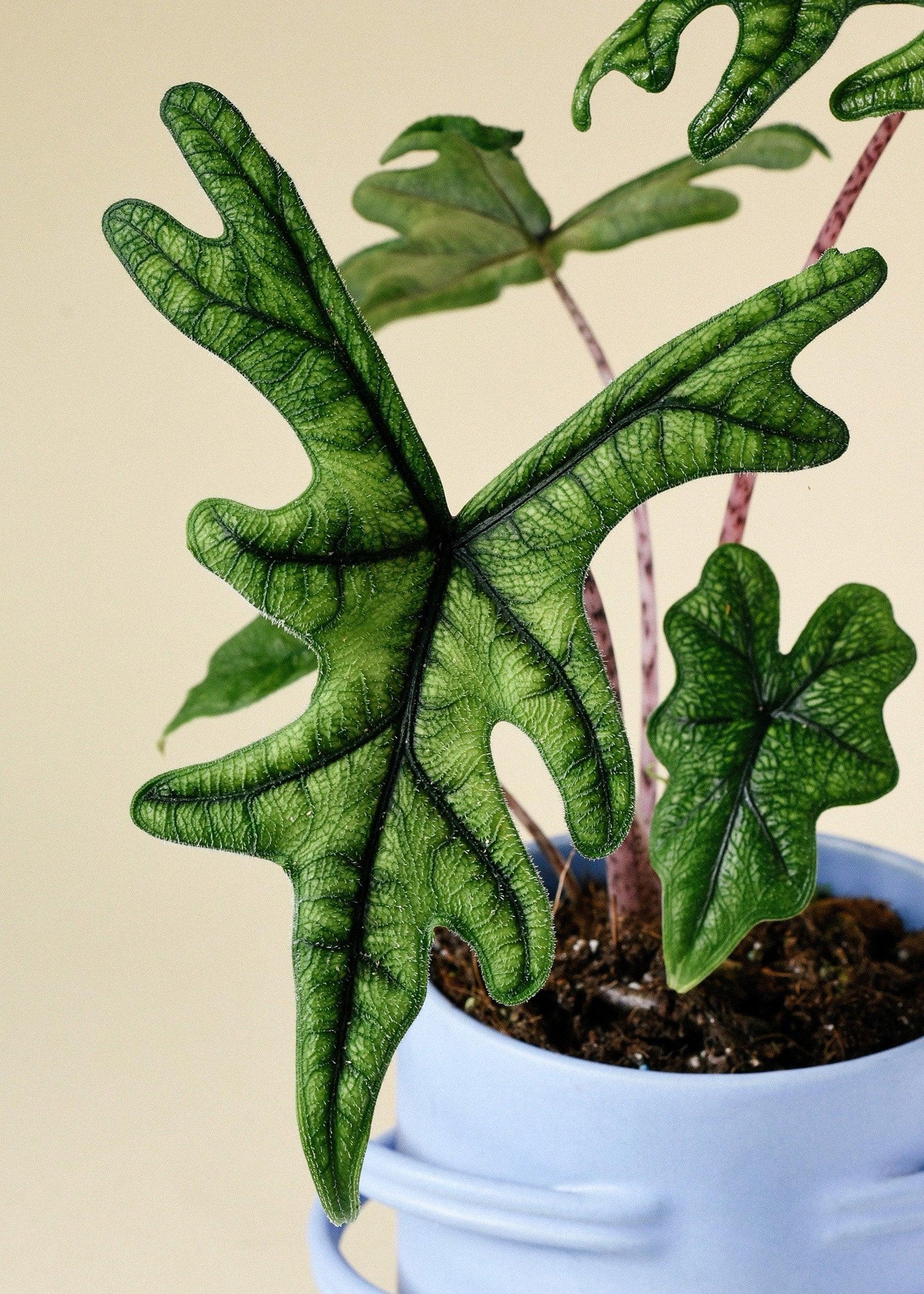 Alocasia Jacklyn preço