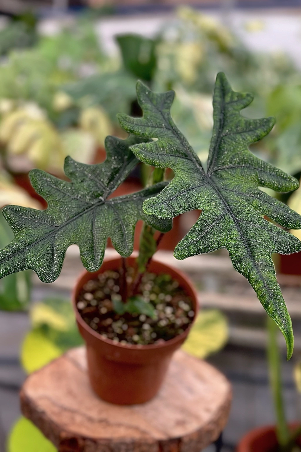 Alocasia Jacklyn onde comprar
