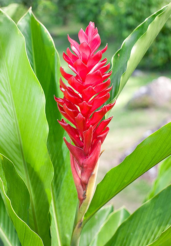 Alpínia variegada
