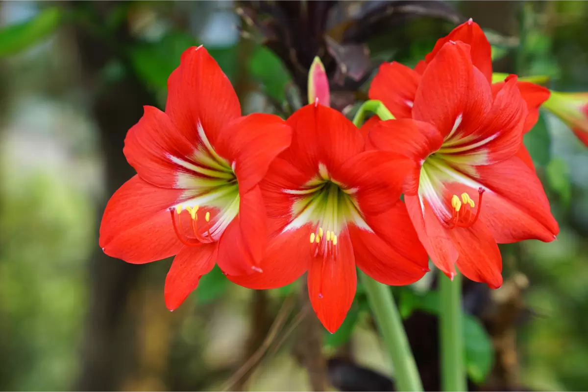 Tulipa Brasileira