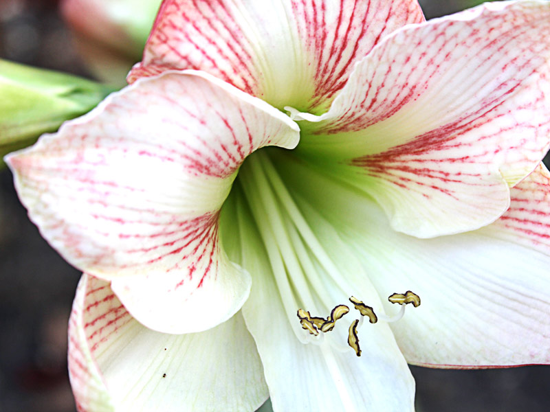 Hippeastrum