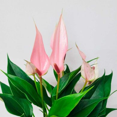 Antúrio rosa ou amarelo