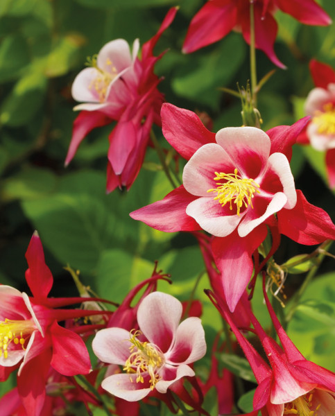 aquilegia cuidados