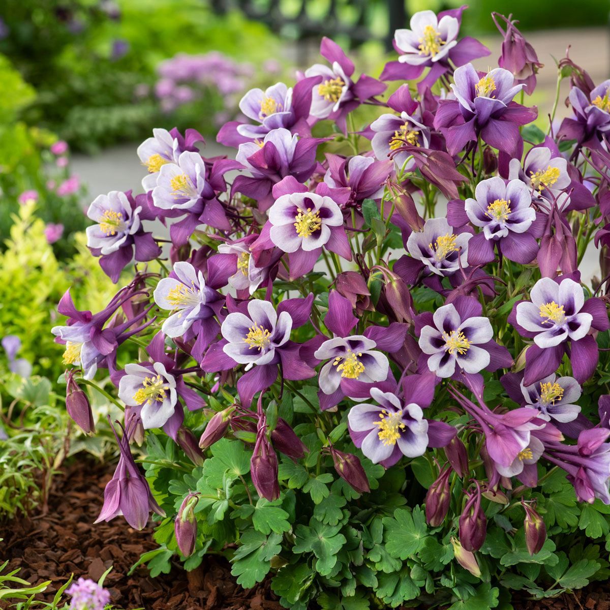 como plantar aquilegia