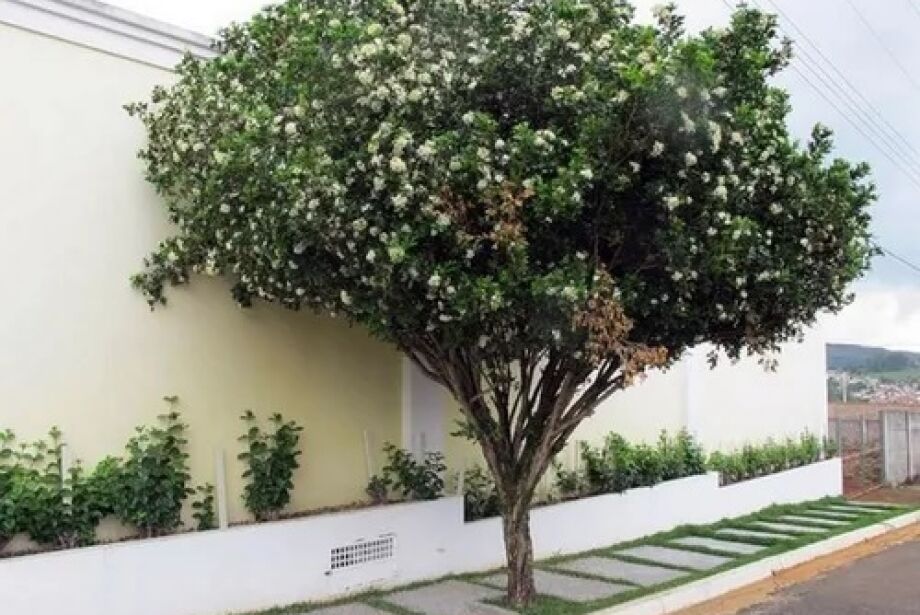 melhores locais para plantar dama da noite em casa