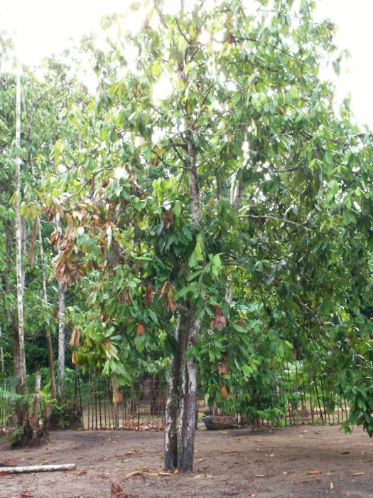 cupuaçuzeiro