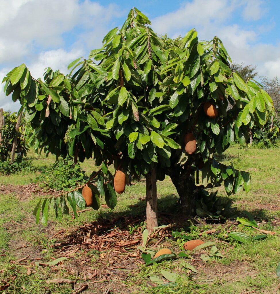 fruto do cupuaçu