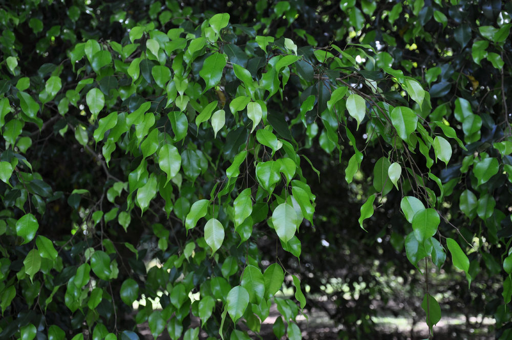 Ficus para interior