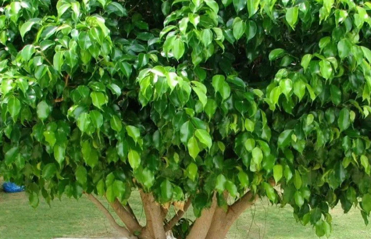 Ficus com raízes agressivas