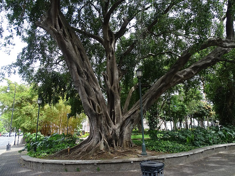 Ficus tóxico para pets