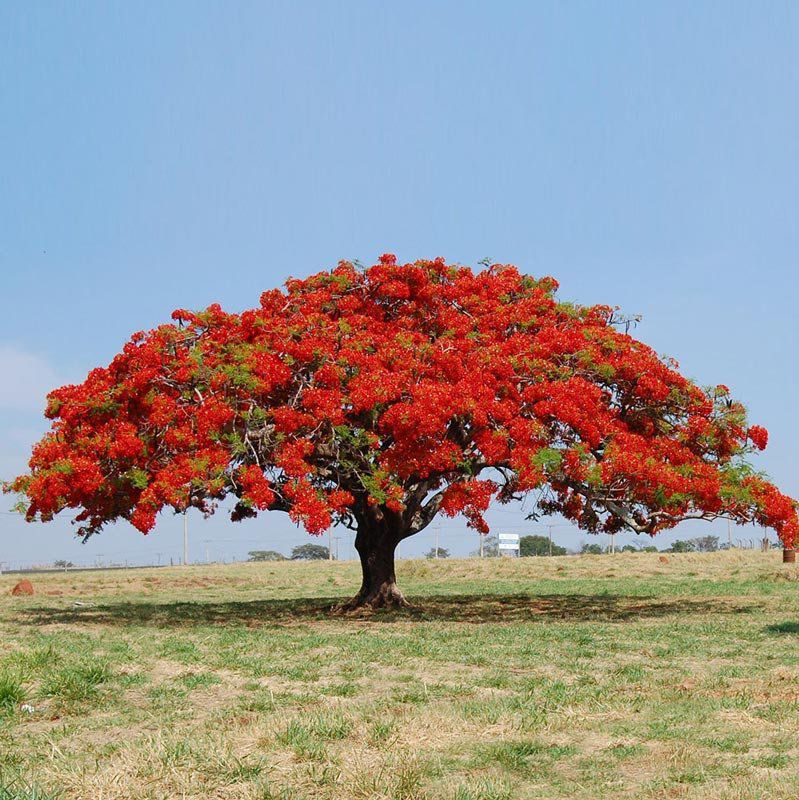 flamboyant vermelho