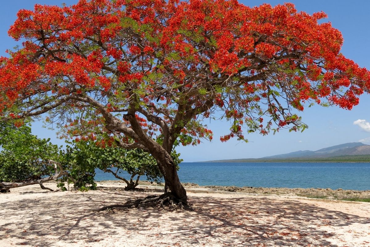 delonix regia