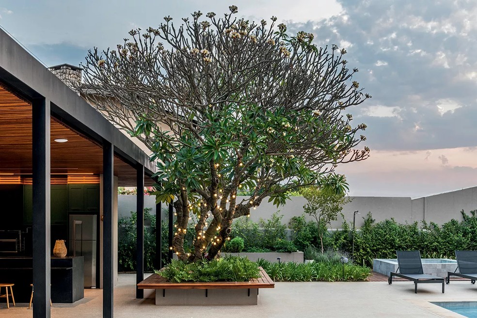 erros comuns ao plantar jasmim manga