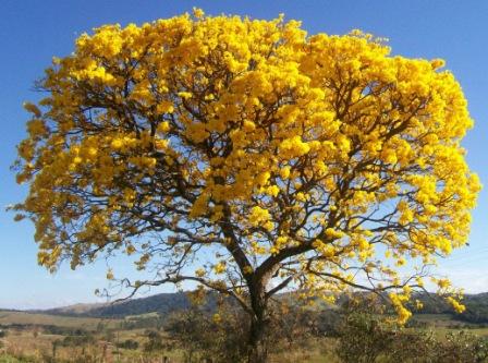 primavera brácteas