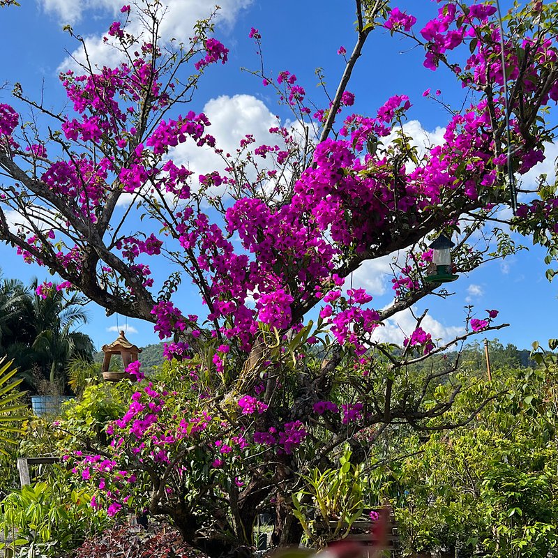 primavera gigante