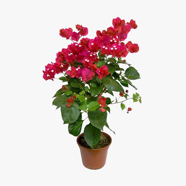 flor-de-papel