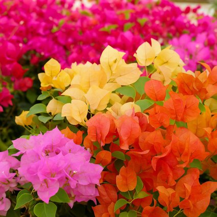 Bougainvillea spectabilis