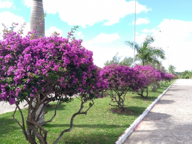 Bougainvillea glabra