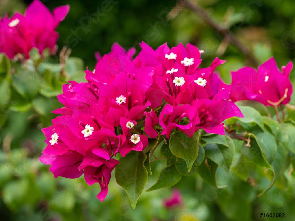 primavera em vaso