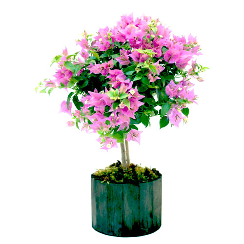 cuidados com primavera
