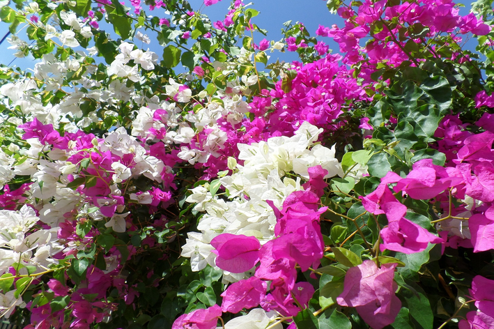 primavera sol pleno
