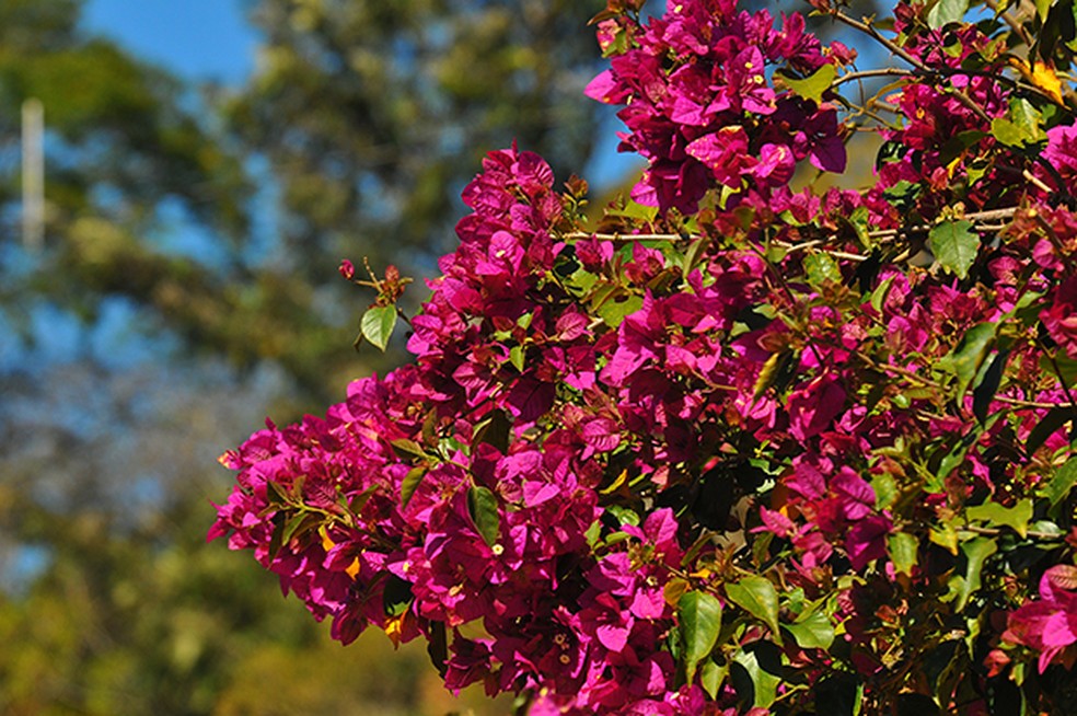 Bougainvillea spectabilis