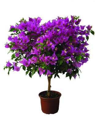 Bougainvillea glabra
