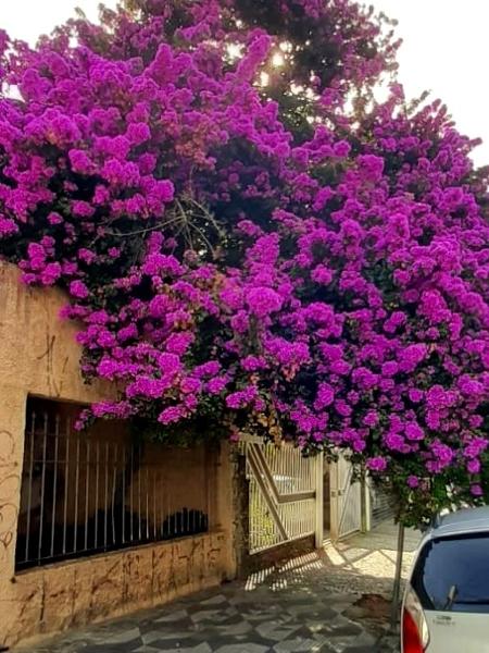 árvore primavera cultivo