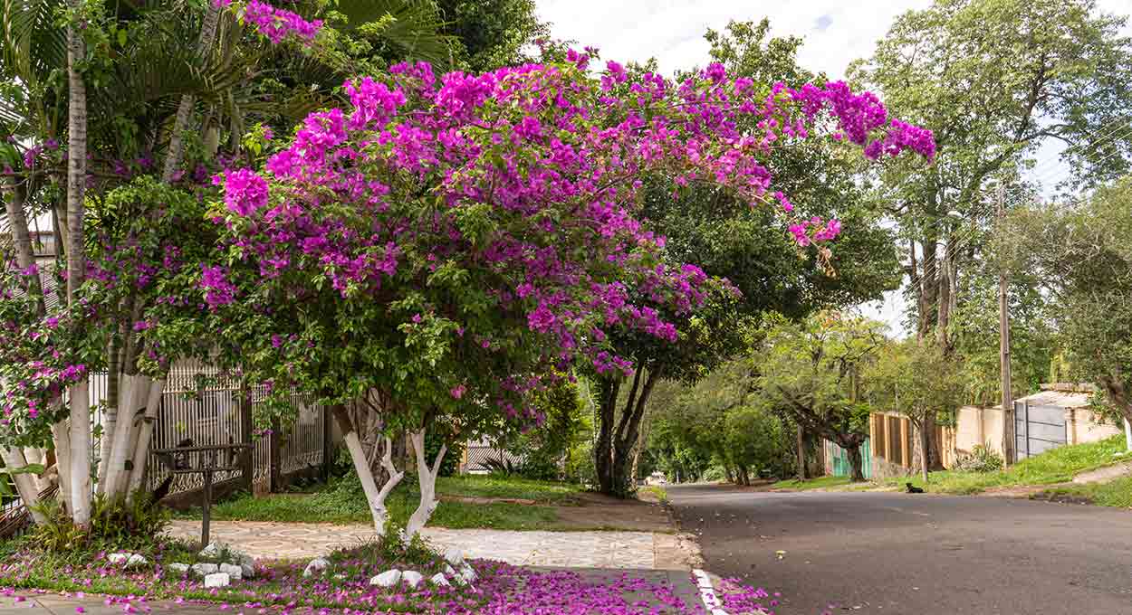 cuidados com primavera