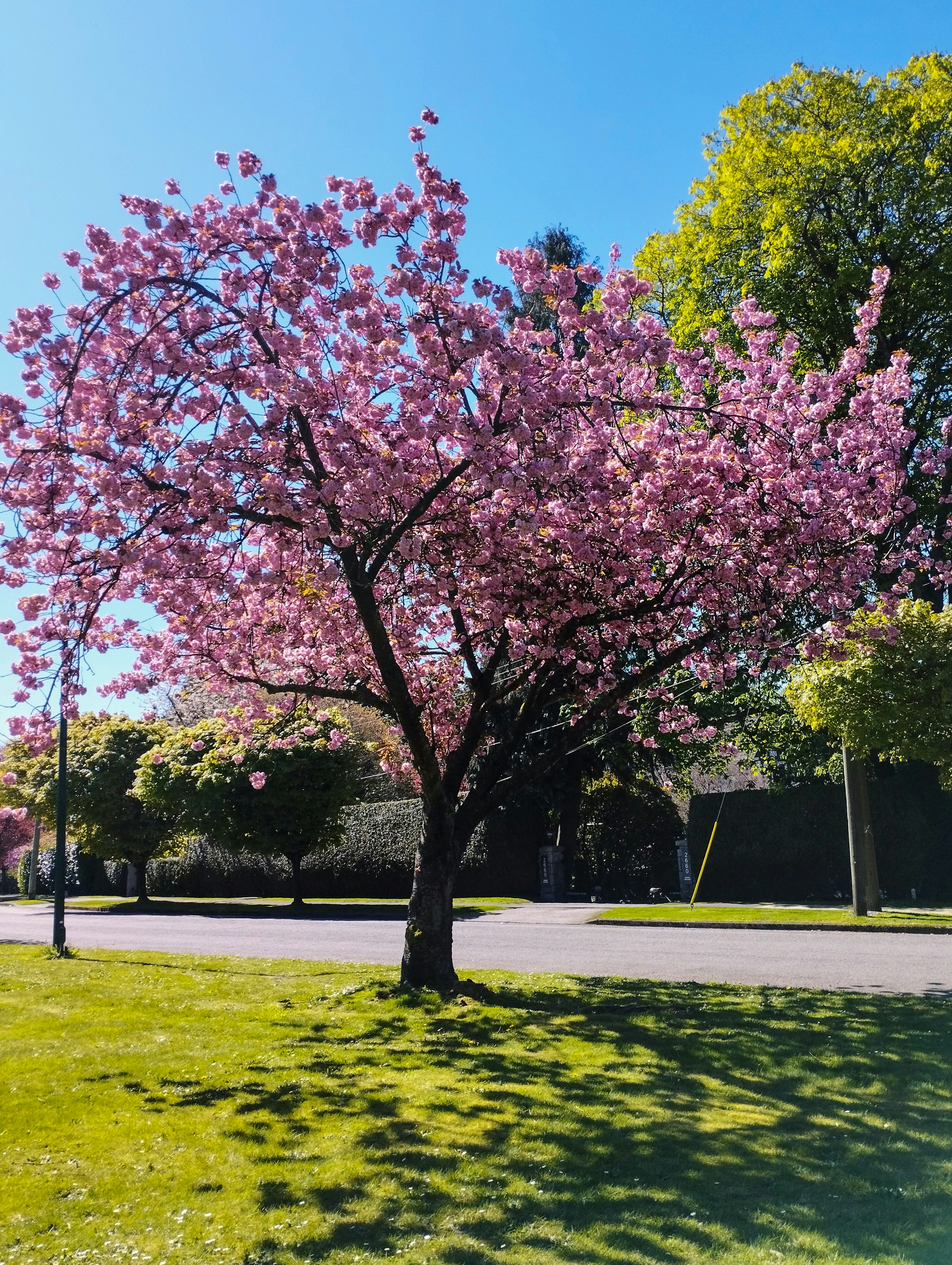 poda de primavera