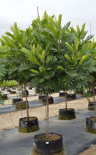 árvore samambaia adulta