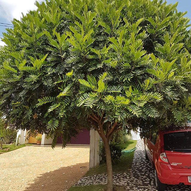 sombreiro do havaí