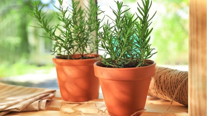 Adubação Natural para Plantas Medicinais: Dicas Essenciais