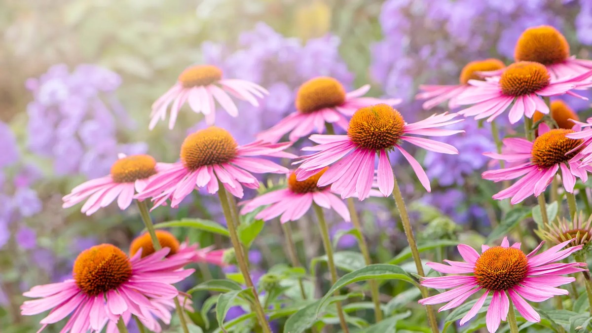 Calendário de Plantio: A Melhor Época para Cada Erva Medicinal