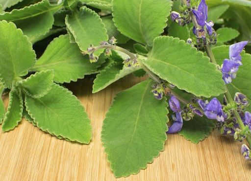 as plantas medicinais que voce pode plantar