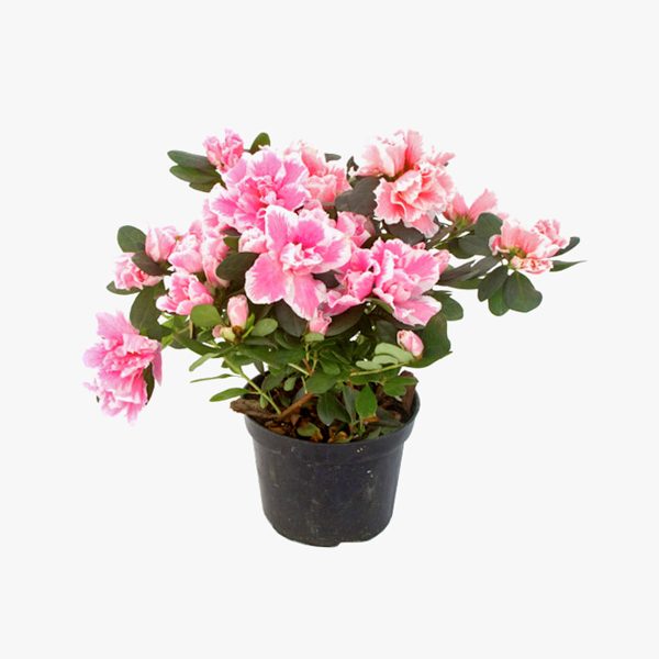 azaleia planta