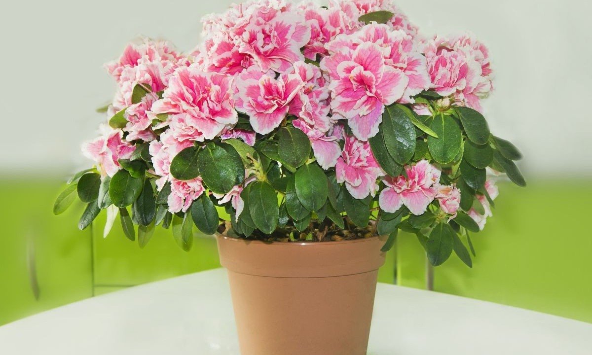 melhores locais para plantar azaleia