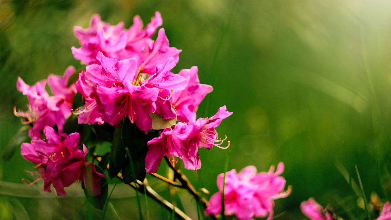 erros comuns ao cultivar azaleia no sol