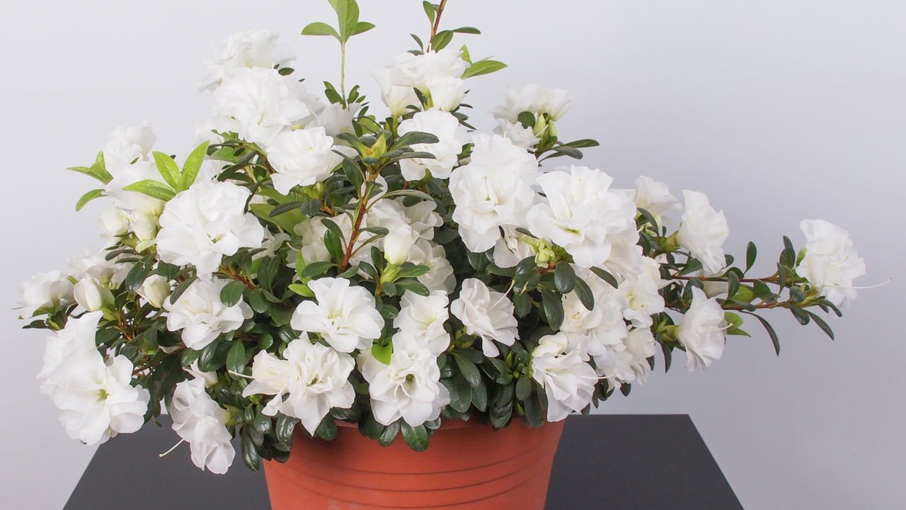 azaleia planta