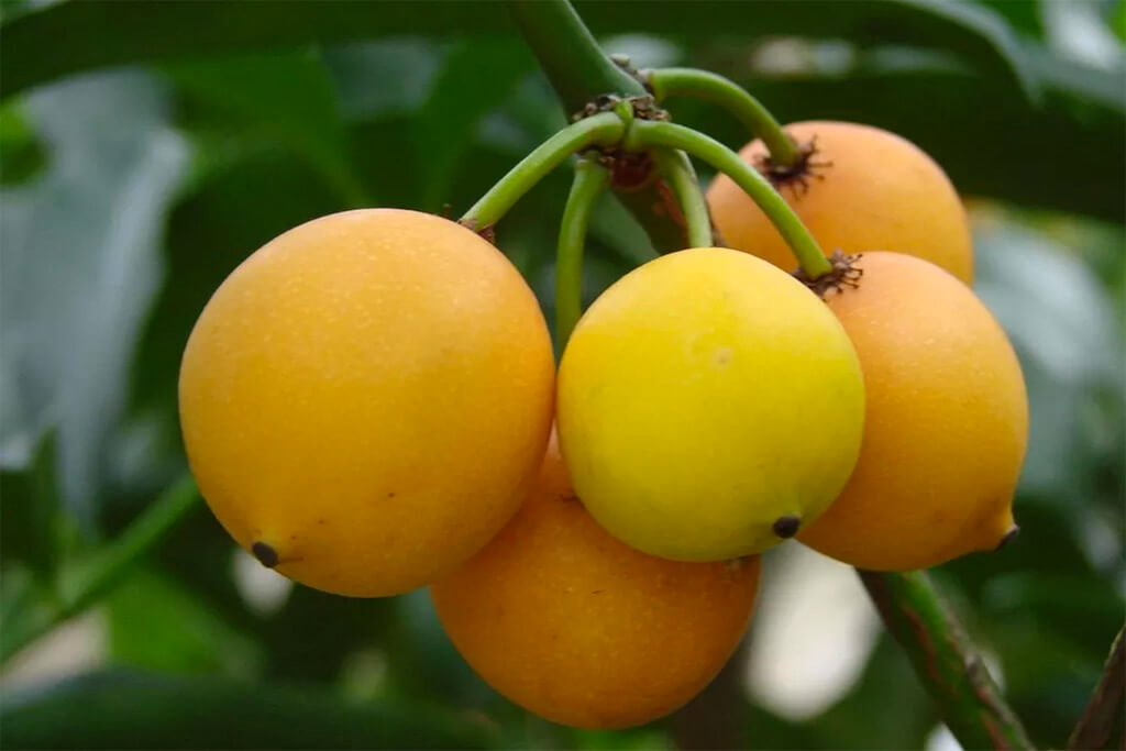 benefícios do bacupari mirim para a saúde