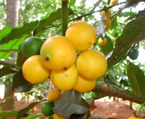 erros comuns ao plantar bacupari mirim