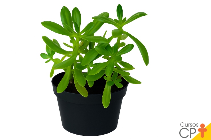 Sedum dendroideum