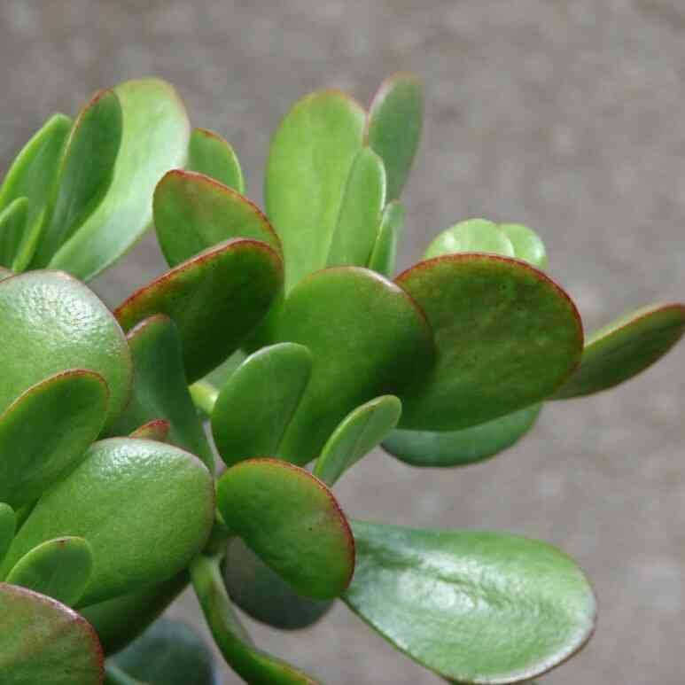 Bálsamo medicinal
