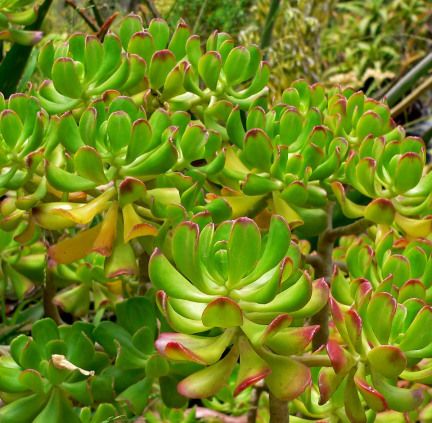 Planta para gastrite
