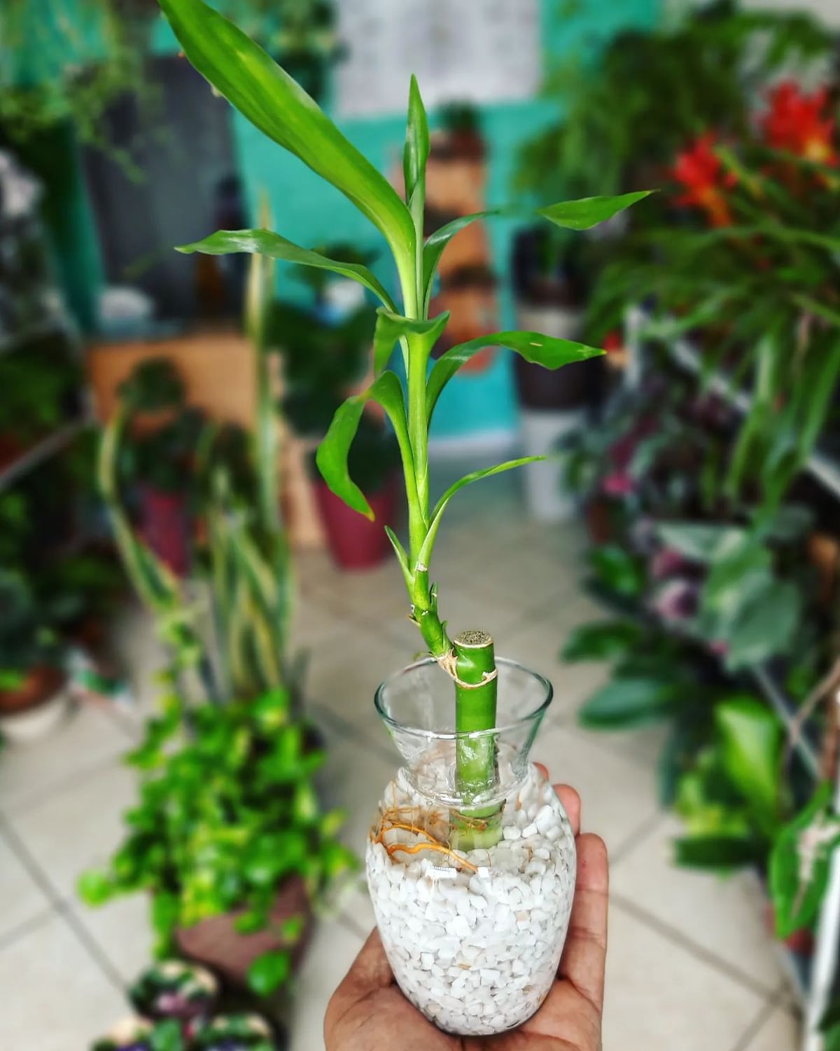 como cuidar bambu da sorte