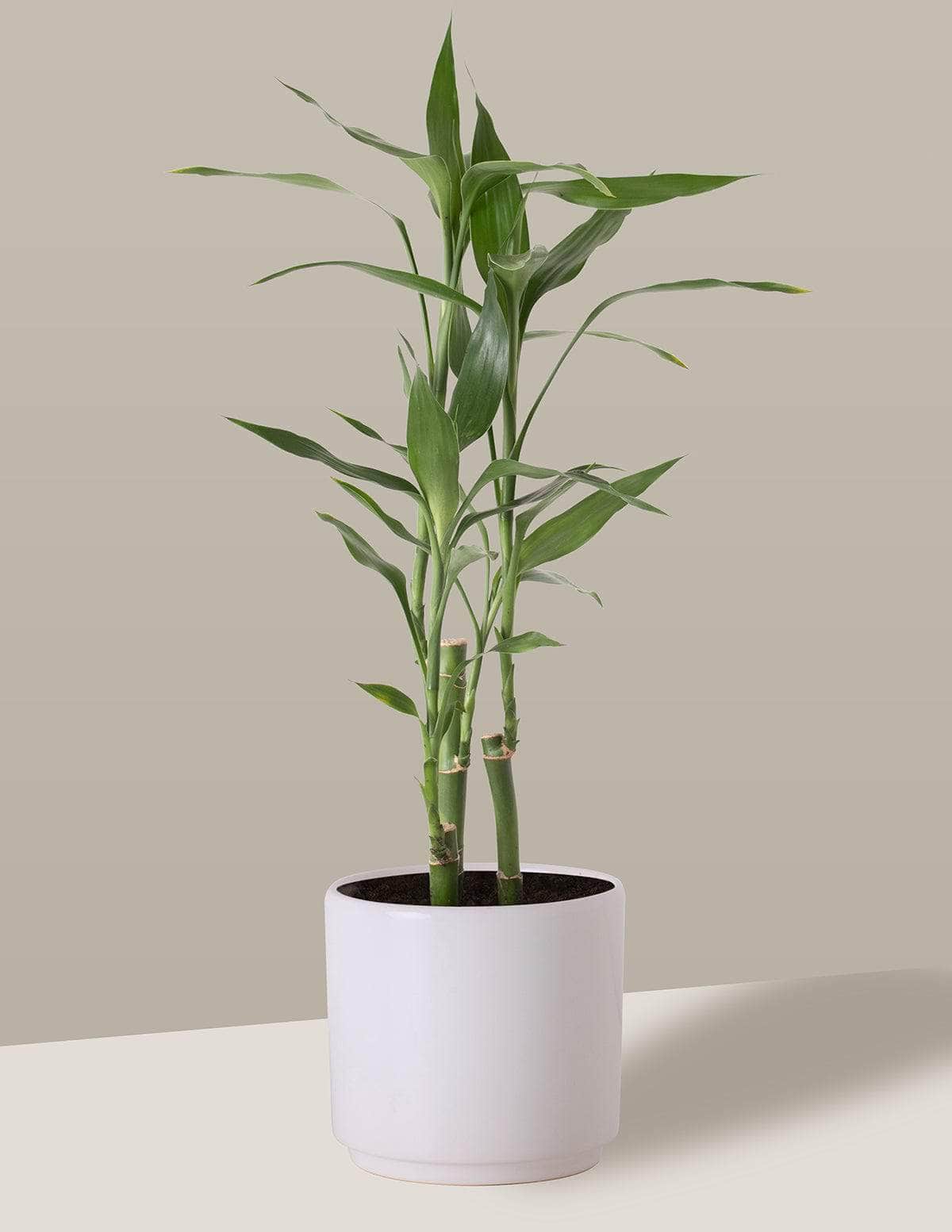 bambu da sorte feng shui