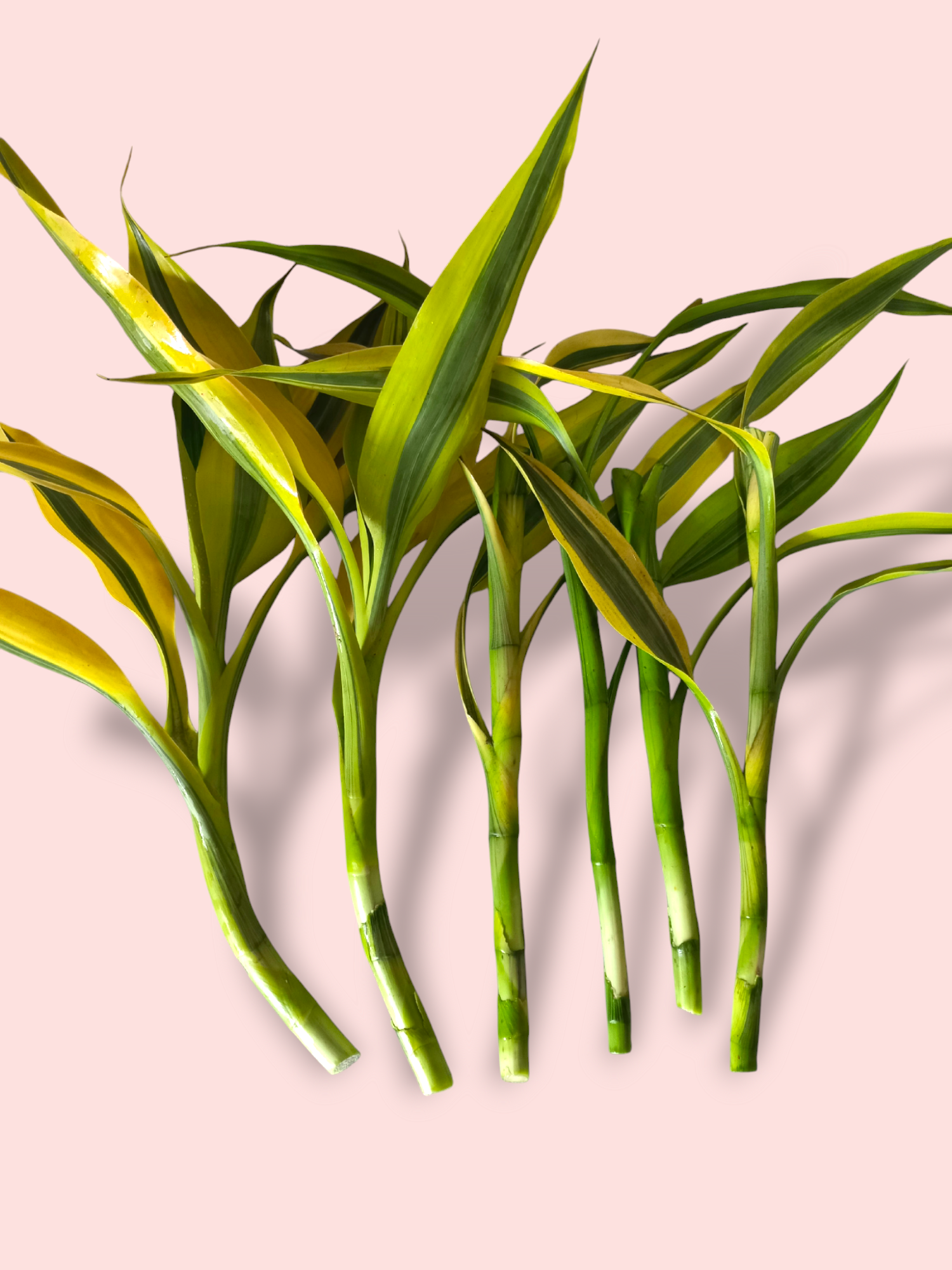 como recuperar bambu da sorte com tronco mole